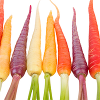 Cà Rốt Baby Nhiều Màu - Heirloom Carrots