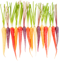 Cà Rốt Baby Nhiều Màu - Heirloom Carrots