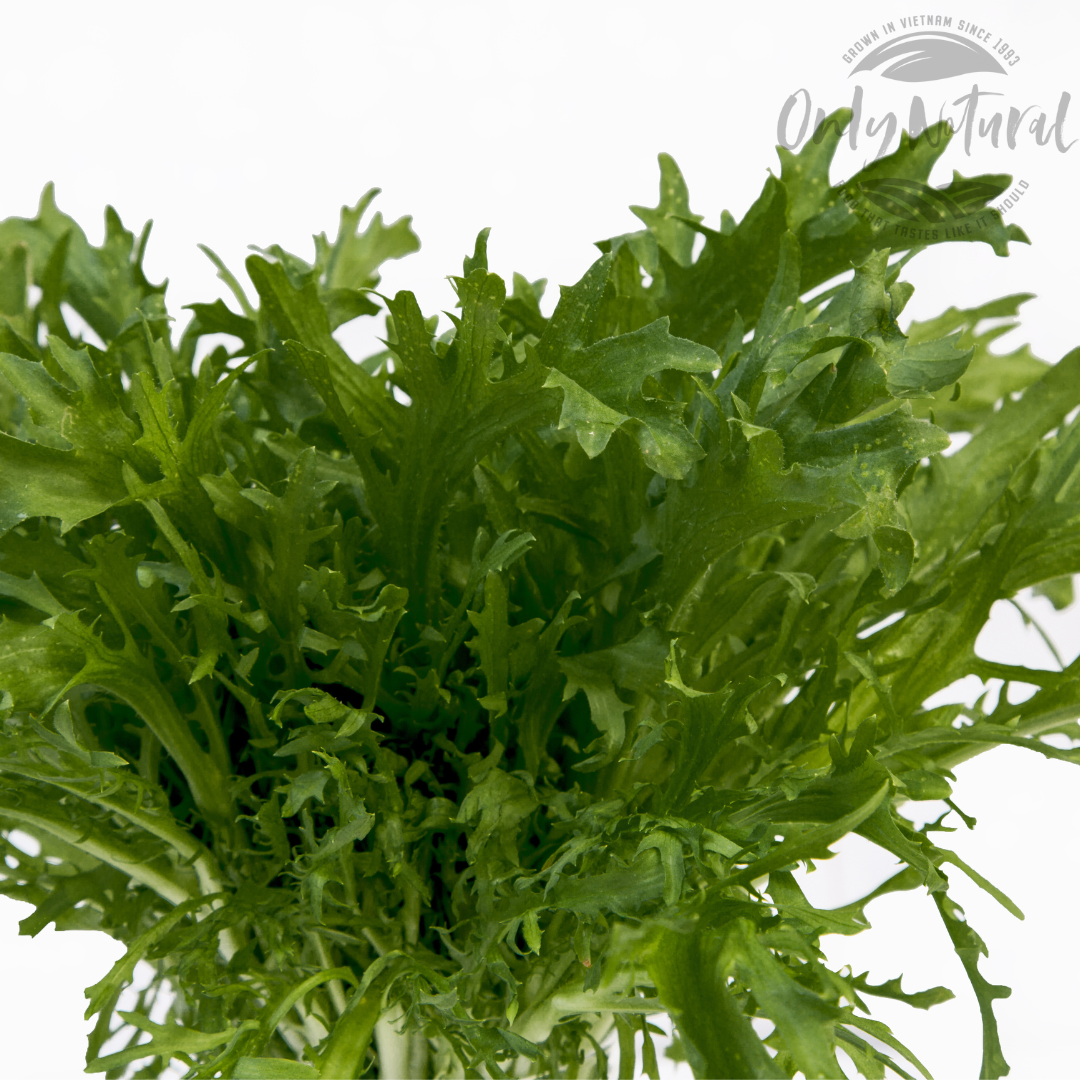 Xà Lách - Frissee X Fine 300gr