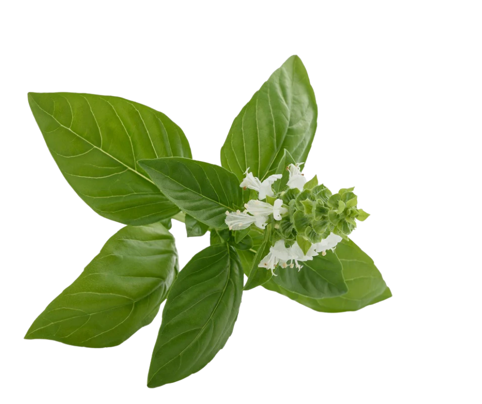 Hoa Basil - Basil Mix Flower