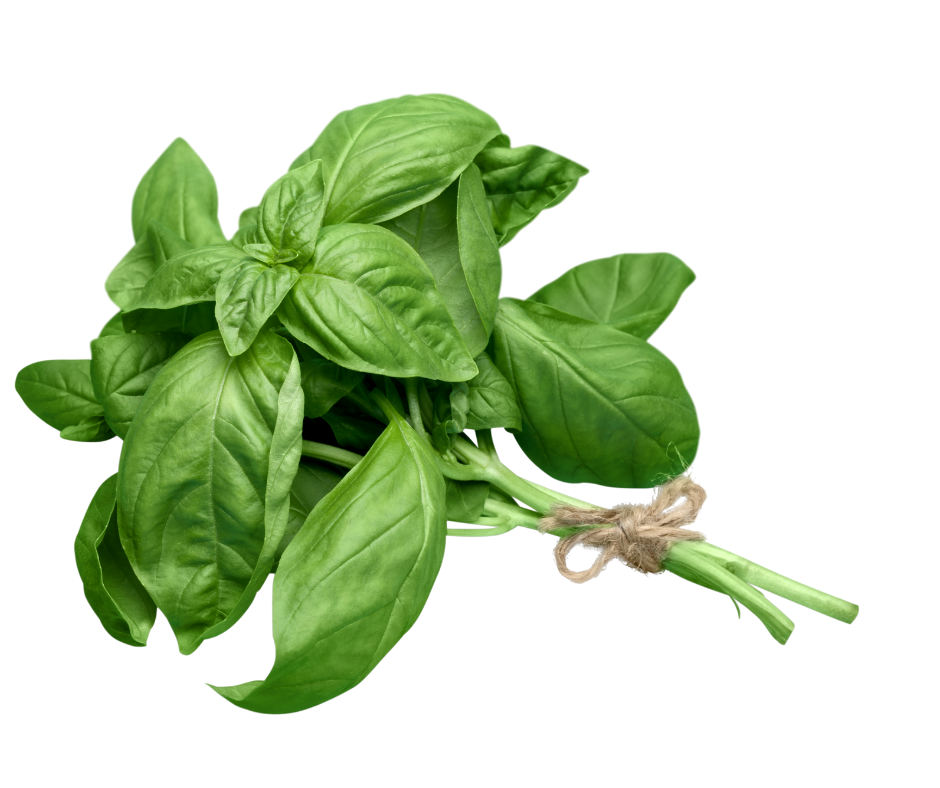 Rau Húng Tây - Basil