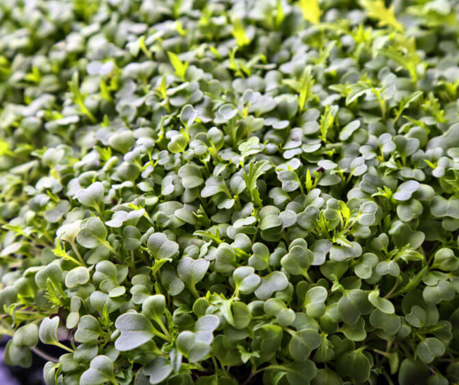 Mầm Bông Cải - Broccoli Microgreens 50g