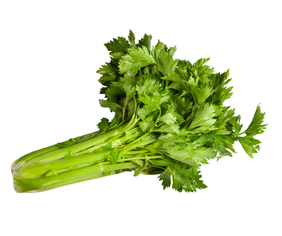 Cần Tây Thủy Canh - Hydroponic Celery