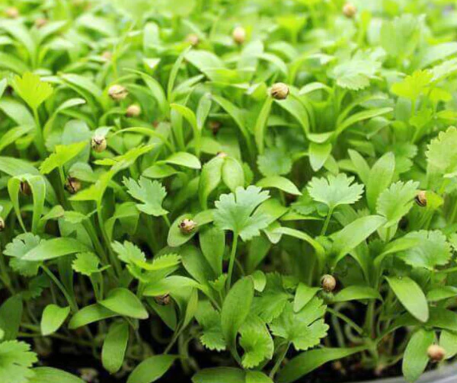 Mầm Ngò Rí - Coriander Microgreens 50g