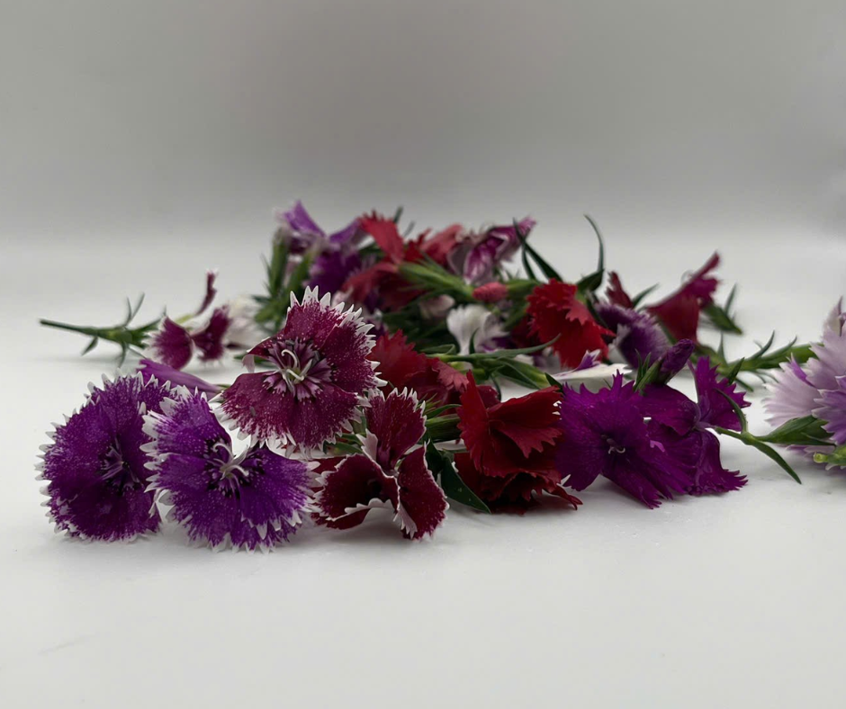 Hoa Cẩm Chướng - Dianthus Flower