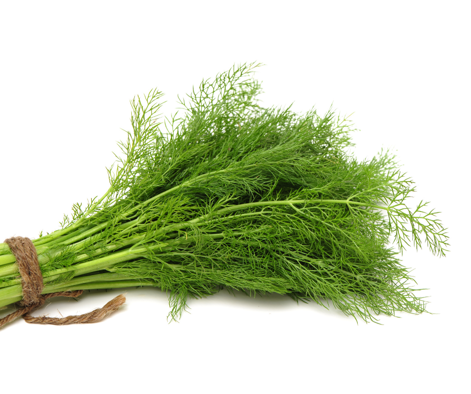 Rau Thì Là Tây - Dill