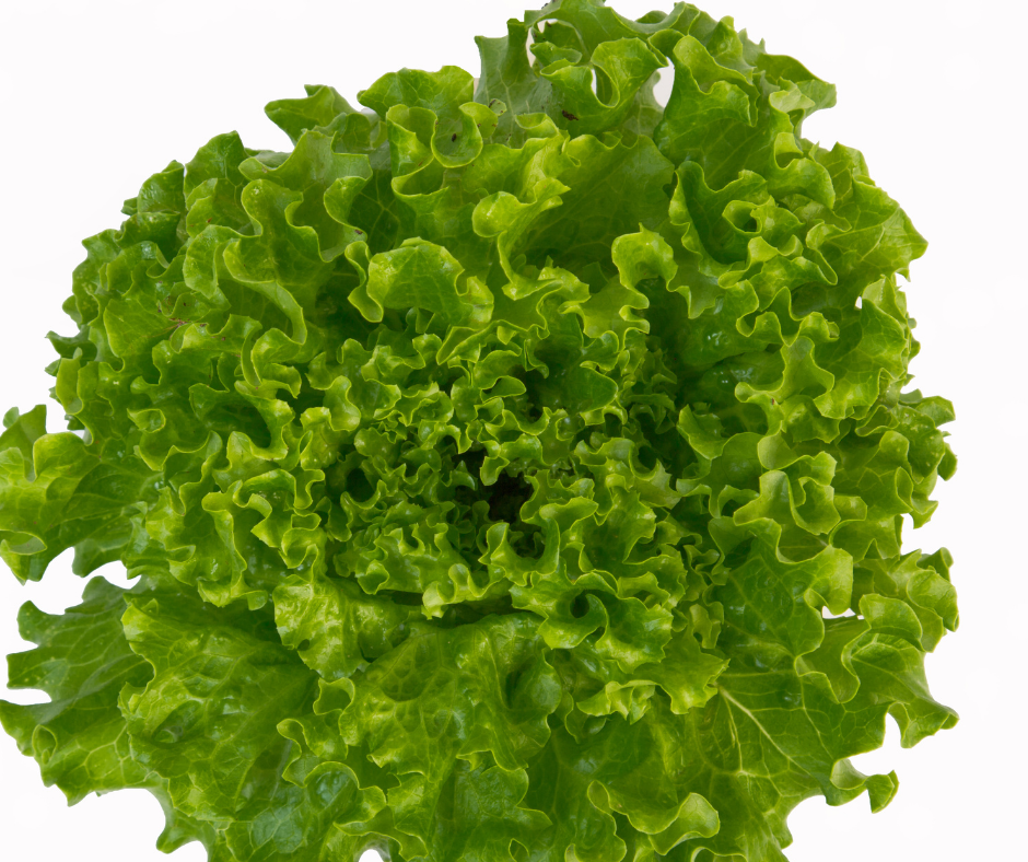 Xà Lách Xanh - Green Lollo