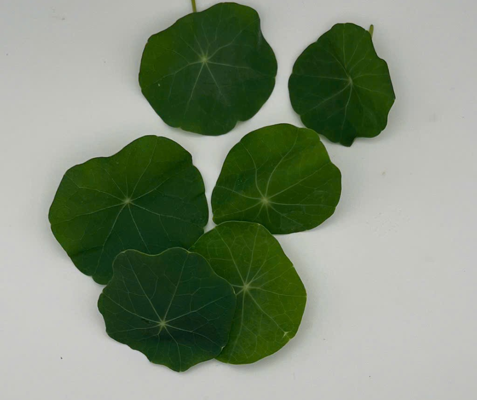 Lá & Hoa Sen Cạn - Nasturtium