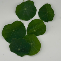 Lá & Hoa Sen Cạn - Nasturtium