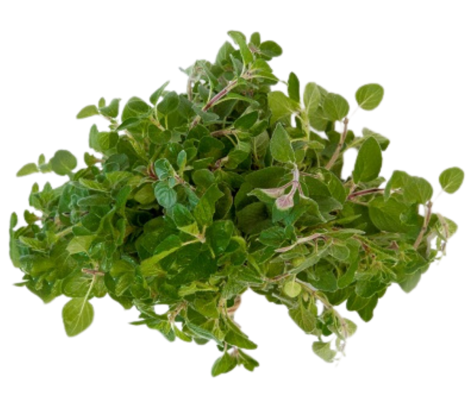 Rau Kinh Giới - Oregano