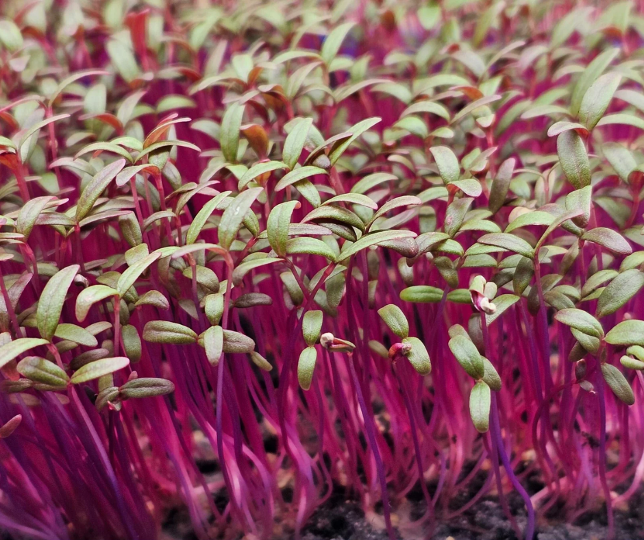 Mầm Dền Đỏ - Amaranth Microgreens 50g