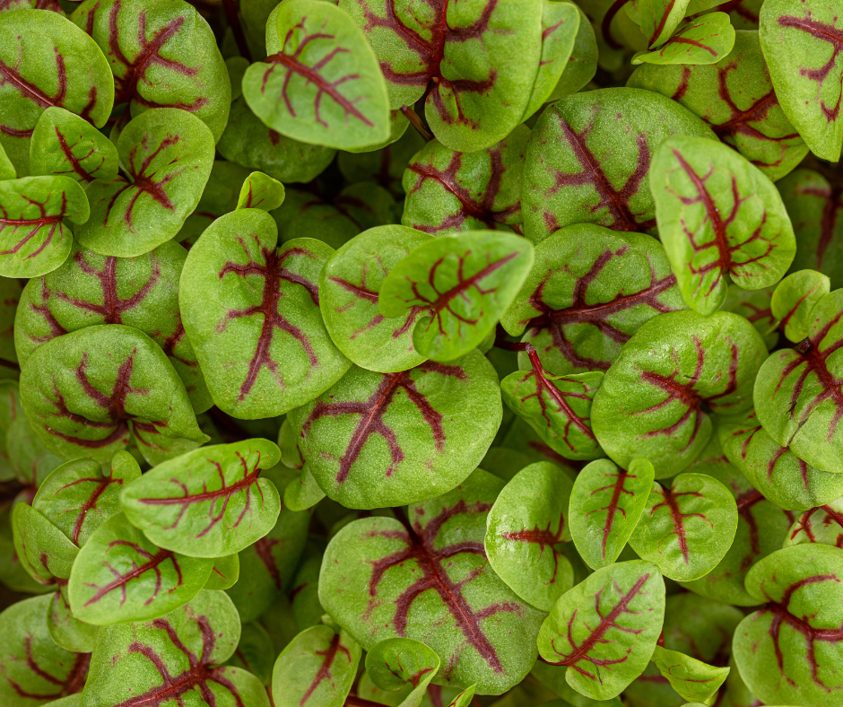 Lá Nhút Chua - Red Veined Sorrel