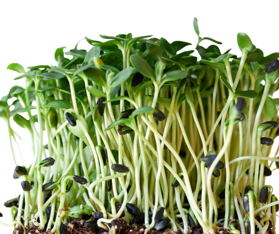 Cà Rốt Baby Nhiều Màu - Cà Rốt Gia Truyền 500gr