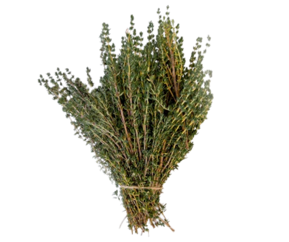 Lá Xạ Hương - Thyme