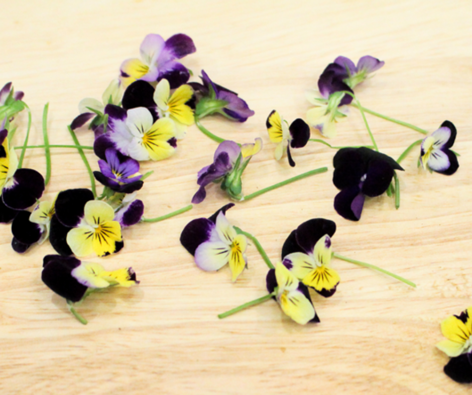 Hoa Viola - Viola Mix Flower